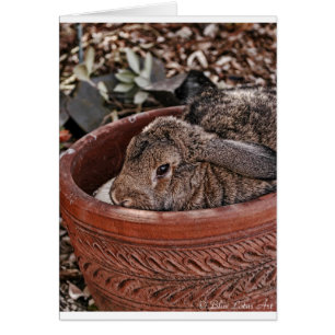 bunny