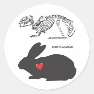 Bunny Anatomy Classic Round Sticker