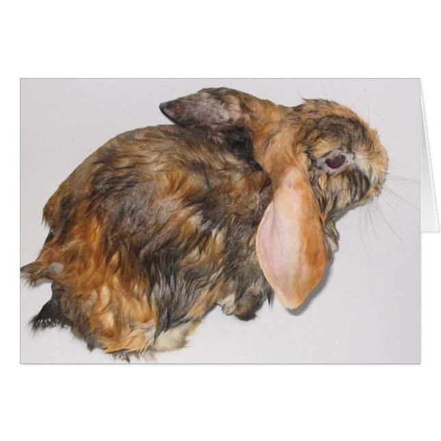 Bunny Bathtime (Front Horizontal)