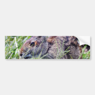 Bunny Bunnies Rabbits Bumper Sticker