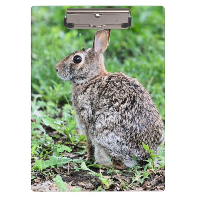 Bunny    clipboard (Front)