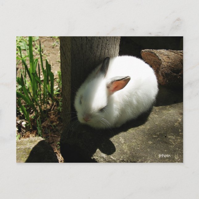 Bunny Dreams postcards (Front)