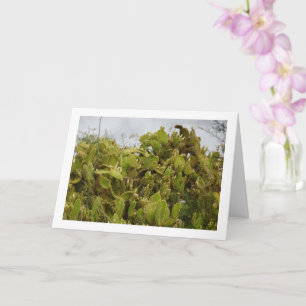 Bunny Ears Cactus, Opuntia Microdasys Card