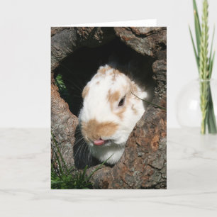 Bunny humbug holiday card