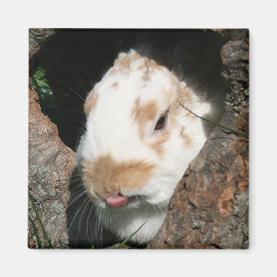 Bunny humbug magnet