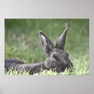 Bunny In The Grass fine art print