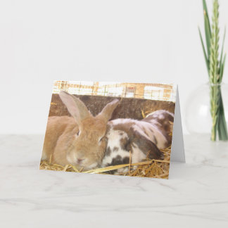 Bunny Love Card