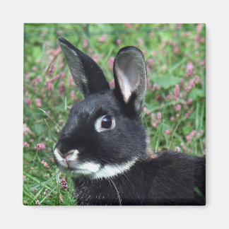Bunny magnet