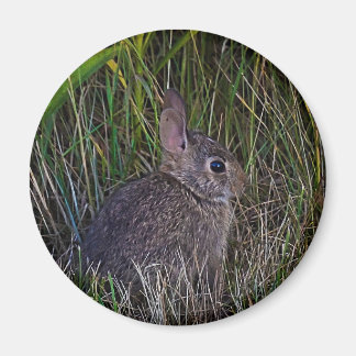Bunny Magnet