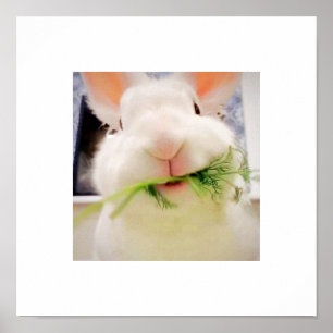 Bunny Munching Poster