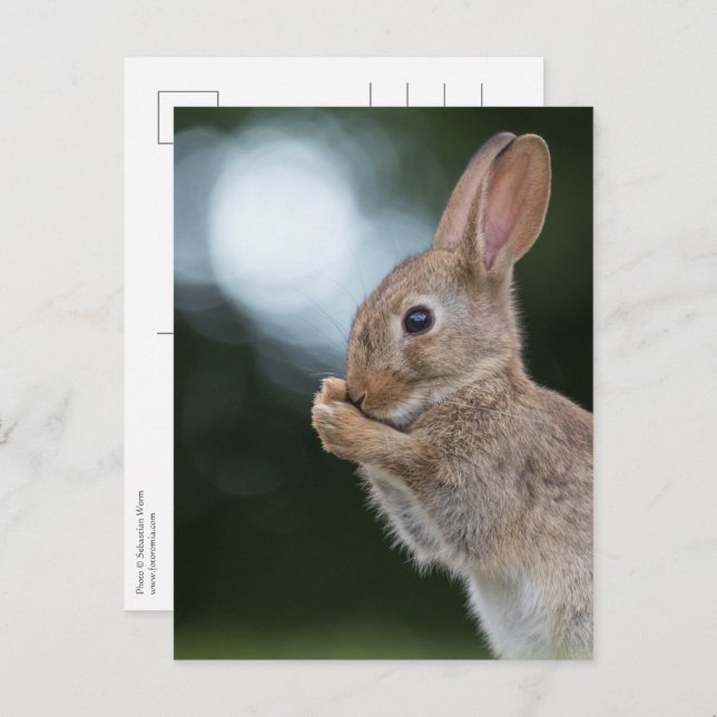 Bunny Nature Photo Postcard (Front/Back)