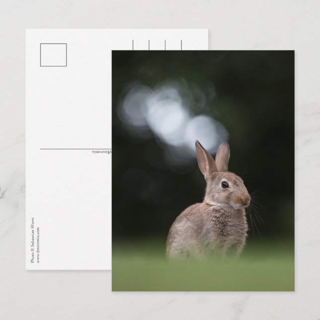 Bunny Nature Photo Postcard (Front/Back)