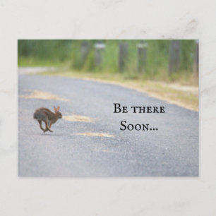 Bunny Photo Postcard