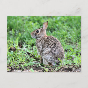  Bunny Postcard