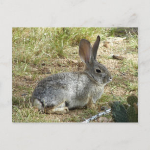Bunny Postcard