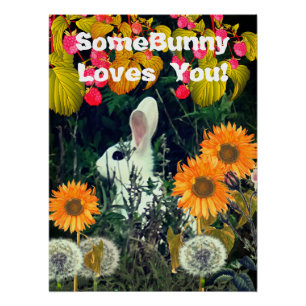 Bunny Rabbit Animal Wildlife  Poster