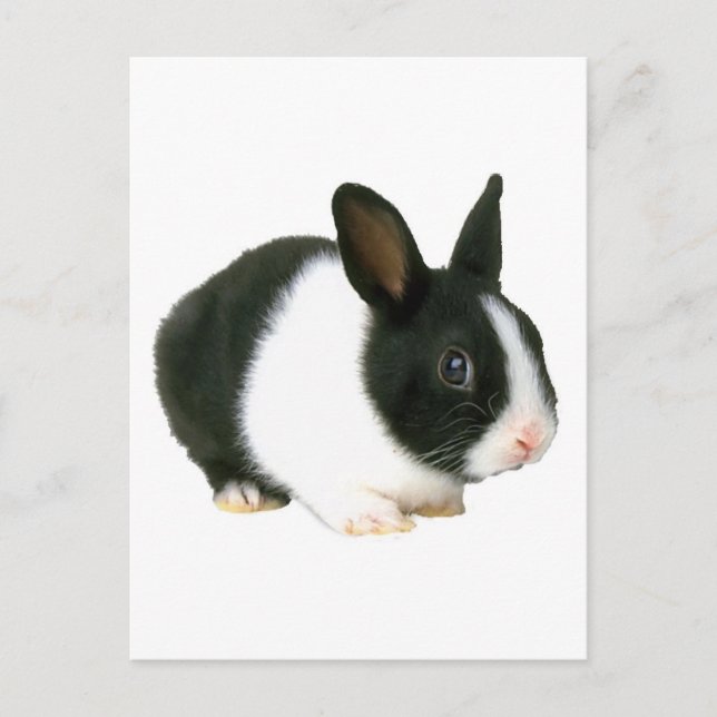 Bunny Rabbit Black & White Postcard (Front)