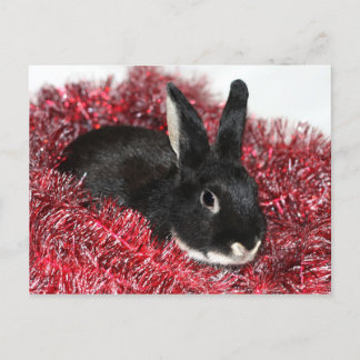 Bunny Rabbit Christmas Holiday Postcard