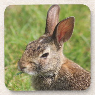 Bunny Rabbit coaster