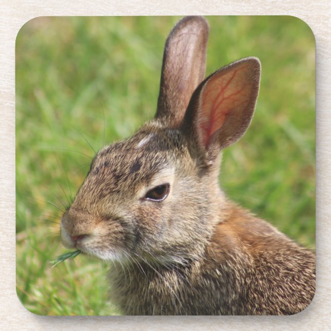 Bunny Rabbit coaster (Front)