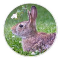 Bunny Rabbit in Grass Animal Nature Photography