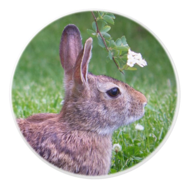 Bunny Rabbit in Grass Animal Photography Ceramic Knob (Front)