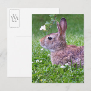 Bunny Rabbit in Grass Animal Photography Postcard