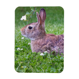 Bunny Rabbit in Grass Closeup Photo Magnet