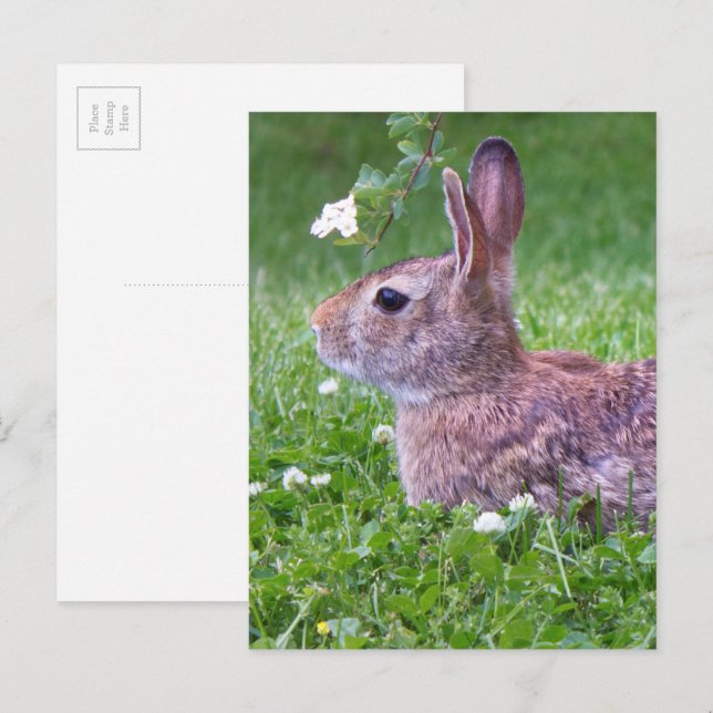 Bunny Rabbit in Grass Spring Animal Photography Postcard (Front/Back)
