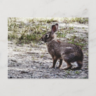 Bunny Rabbit in the Wild Postcard