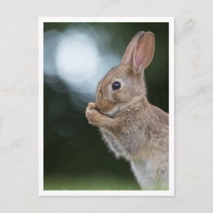 Bunny Rabbit Nature Photo Postcard