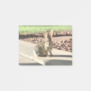 bunny rabbit photo Easter spring Post-it Notes