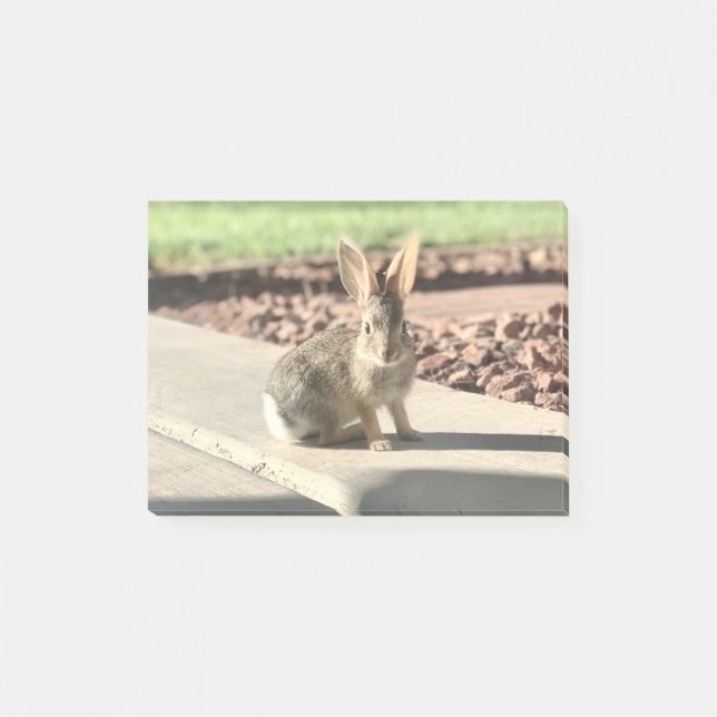 bunny rabbit photo Easter spring Post-it Notes (Front)