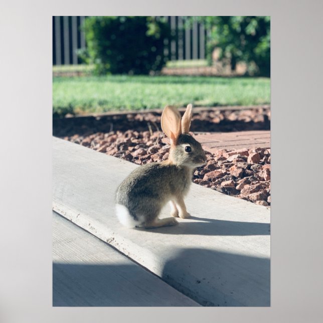 bunny rabbit photo Easter spring Poster (Front)