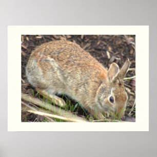 Bunny Rabbit Poster