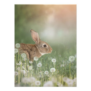 Bunny Rabbit Sitting In Dandelion Field Girls Room Photo Print