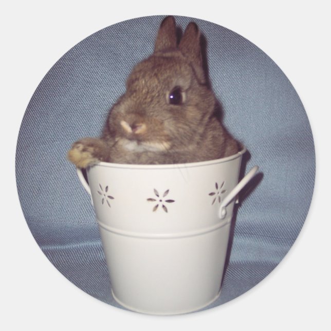 Bunny Rabbit Sticker (Front)