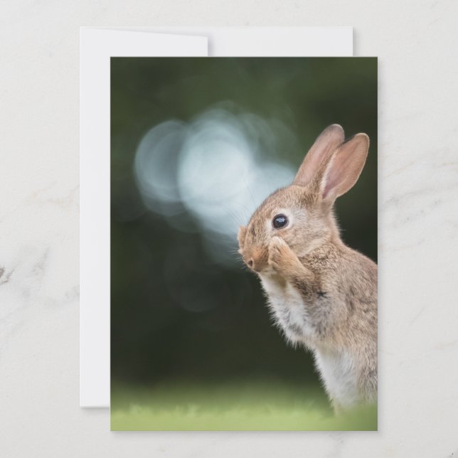 Bunny Rabbit Wildlife Photo Card (Front)