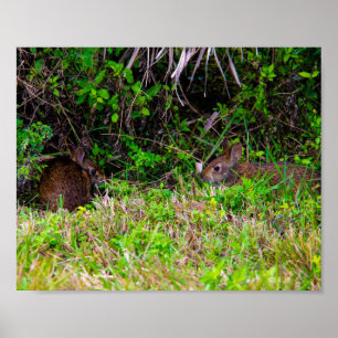 Bunny Rabbits Cute Nature Poster