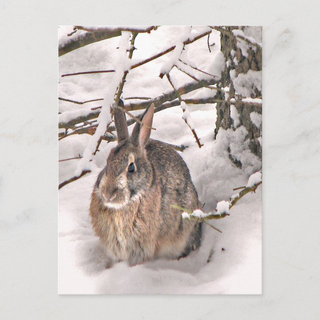 Bunny Seeking Shelter Postcard (Front)