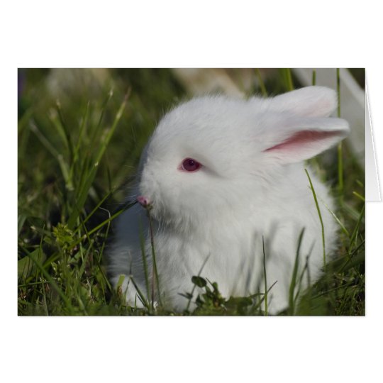 Bunny Sniffing Flower Card