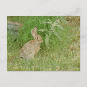 Bunny So Cute Postcard