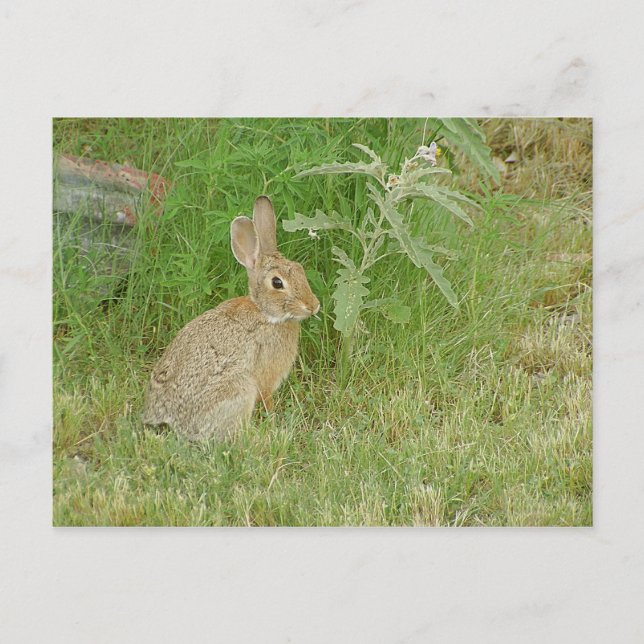 Bunny So Cute Postcard (Front)