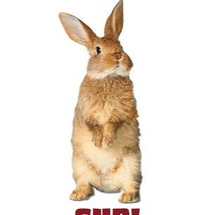 Bunny Sup!T-Shirt T-Shirt