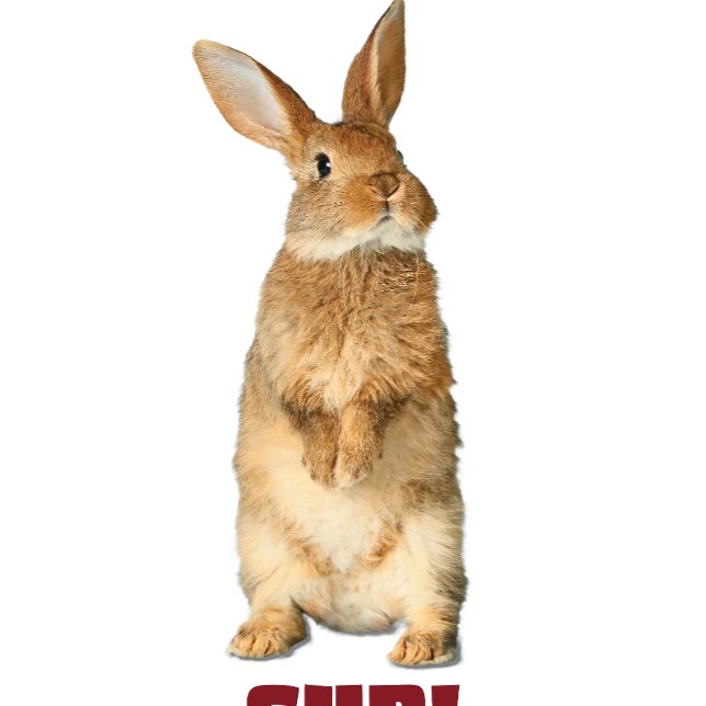 Bunny Sup!T-Shirt T-Shirt (Creator Uploaded)