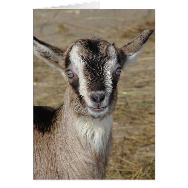 Bunny the Goat (Front)