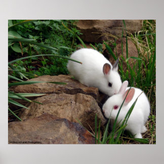 Bunny whisper poster