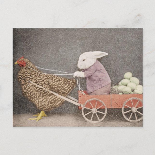 Bunny with his chicken cart postcard (Front)