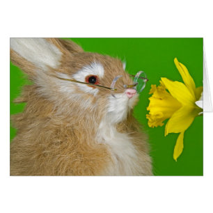 Bunny with spring daffodil
