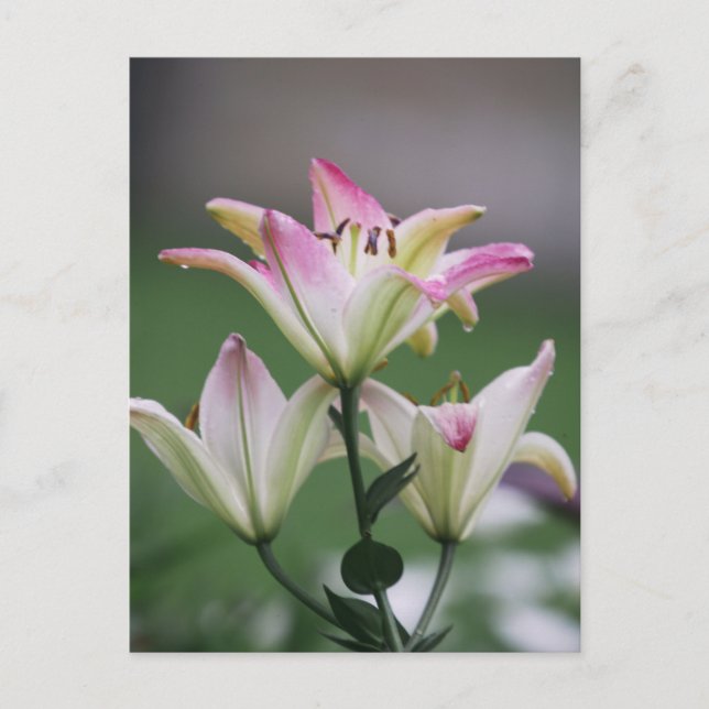 Bunte Amarillis Postcard (Front)